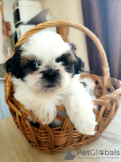 Foto №3. Shih Tzu Welpen. Weißrussland