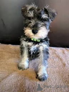 Foto №3. Reuzenschnauzerpuppy's te koop. Niederlande