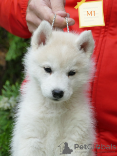 Foto №1. siberian husky - zum Verkauf in der Stadt Belgrad | 2000€ | Ankündigung № 117846