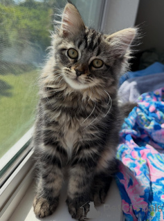 Foto №1. sibirische katze - zum Verkauf in der Stadt Växjö | verhandelt | Ankündigung № 171092