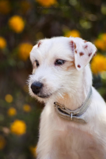 Foto №3. Der gezüchtete Welpe von Jack Russell Terrier wird zum Verkauf angeboten. Russische Föderation