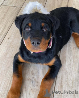Foto №1. rottweiler - zum Verkauf in der Stadt Atlanta | 727€ | Ankündigung № 165211