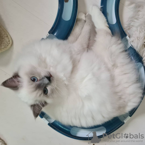 Foto №2 zu Ankündigung № 115741 zu verkaufen ragdoll-katze - einkaufen Deutschland aus dem tierheim, züchter