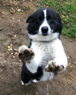 Foto №1. karelischer bärenhund - zum Verkauf in der Stadt Alavus | 533€ | Ankündigung № 164334