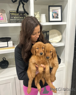 Foto №4. Ich werde verkaufen golden retriever in der Stadt Budapest. quotient 	ankündigung, züchter - preis - verhandelt