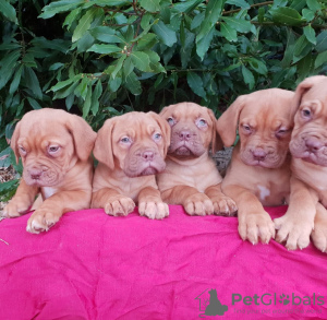 Foto №1. dogue de bordeaux - zum Verkauf in der Stadt Berlin | 284€ | Ankündigung № 70909