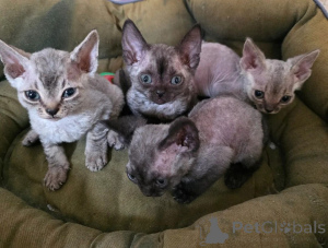 Foto №1. devon rex - zum Verkauf in der Stadt Fulda | 350€ | Ankündigung № 169546