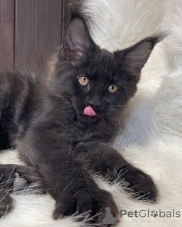 Foto №3. Sanft wie ein Flüstern, hell wie die Morgendämmerung bringt Aurora Licht, wohin. Irland