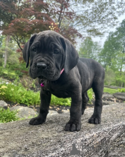 Foto №4. Ich werde verkaufen cane corso italiano in der Stadt Alavus. quotient 	ankündigung - preis - 650€