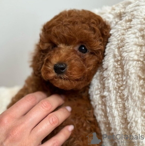 Foto №3. Leichte Hjome Trianed Toy Podle Puppen im Angebot. Deutschland