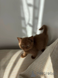 Foto №3. Hochwertige Britisch Kurzhaar-Kätzchen jetzt erhältlich. Deutschland