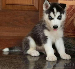 Foto №2 zu Ankündigung № 161133 zu verkaufen  - einkaufen Griechenland 