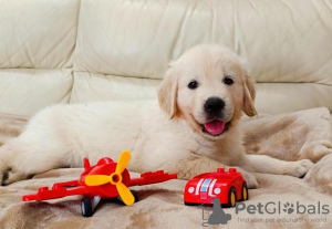 Foto №1. golden retriever - zum Verkauf in der Stadt Östersund | Frei | Ankündigung № 89555