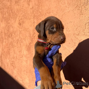 Foto №1. dobermann - zum Verkauf in der Stadt Vilnius | 1250€ | Ankündigung № 175427