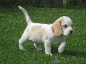 Foto №1. beagle - zum Verkauf in der Stadt Fréjus | verhandelt | Ankündigung № 168301