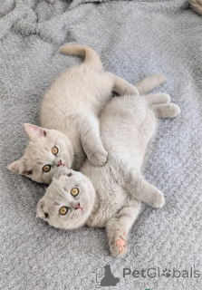 Foto №1. schottische faltohrkatze - zum Verkauf in der Stadt Hambrücken | 350€ | Ankündigung № 154974