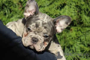 Zusätzliche Fotos: Exotische französische Bulldoggenwelpen