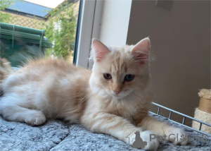 Foto №1.  - zum Verkauf in der Stadt Bayerbach | 350€ | Ankündigung № 153163