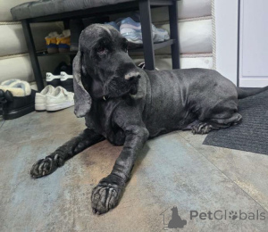 Foto №2 zu Ankündigung № 160705 zu verkaufen english cocker spaniel - einkaufen Russische Föderation quotient 	ankündigung