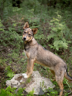 Foto №4. Ich werde verkaufen mischlingshund in der Stadt Moskwa. quotient 	ankündigung - preis - Frei