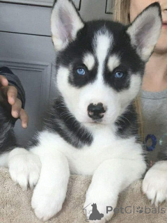 Foto №2 zu Ankündigung № 160166 zu verkaufen siberian husky - einkaufen Deutschland quotient 	ankündigung