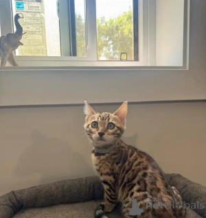 Foto №1. bengal katzenrasse - zum Verkauf in der Stadt Magdeburg | 580€ | Ankündigung № 176012