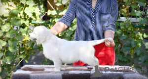 Foto №2 zu Ankündigung № 134951 zu verkaufen golden retriever - einkaufen Deutschland aus dem tierheim