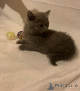 Foto №1.  - zum Verkauf in der Stadt Aarbergen | 350€ | Ankündigung № 147299