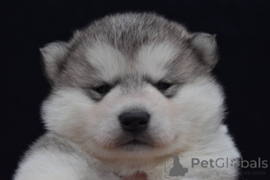 Foto №4. Ich werde verkaufen alaskan malamute in der Stadt Šid.  - preis - verhandelt