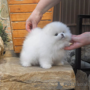 Foto №3. Pommersche Welpen zu verkaufen. Deutschland