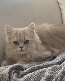 Foto №1. perserkatze - zum Verkauf in der Stadt Tiflis | 266€ | Ankündigung № 142284