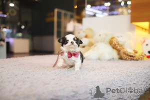 Foto №2 zu Ankündigung № 168764 zu verkaufen chihuahua - einkaufen USA züchter