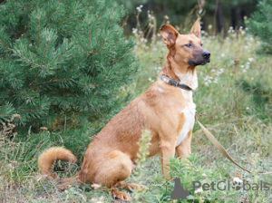 Foto №2 zu Ankündigung № 53399 zu verkaufen mischlingshund - einkaufen Weißrussland aus dem tierheim