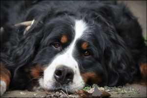 Zusätzliche Fotos: Berner Sennenhund-Welpen