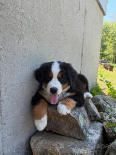 Foto №2 zu Ankündigung № 168566 zu verkaufen berner sennenhund - einkaufen Deutschland züchter
