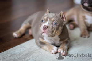 Foto №1. american bully - zum Verkauf in der Stadt Mannheim | 999€ | Ankündigung № 147467