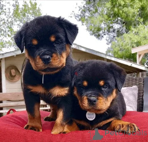 Foto №1. rottweiler - zum Verkauf in der Stadt Minsk | verhandelt | Ankündigung № 175649