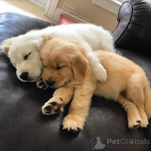 Foto №3. Wunderschöne Golden-Retriever-Welpen abzugeben.. Deutschland