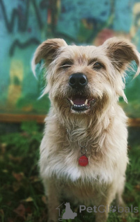 Foto №3. Die wunderbare Lisa ist in guten Händen.. Russische Föderation