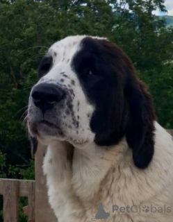 Foto №1. zentralasiatischer owtscharka - zum Verkauf in der Stadt Gornji Milanovac | verhandelt | Ankündigung № 142286