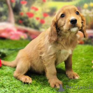 Foto №1. cavalier king charles spaniel - zum Verkauf in der Stadt Sydney | 581€ | Ankündigung № 168601