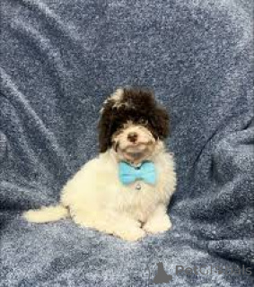 Foto №3. Adorables Chiots Cavapoo zum Verkauf. Frankreich