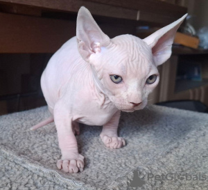 Zusätzliche Fotos: Drei Sphynx-Jungs suchen eine Familie.