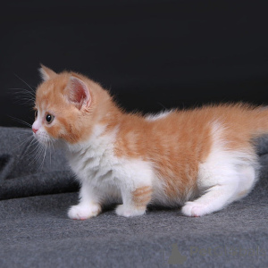 Foto №2 zu Ankündigung № 177820 zu verkaufen munchkin - einkaufen Deutschland 