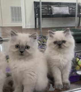 Foto №1. himalayan cat - zum Verkauf in der Stadt Espoo | 500€ | Ankündigung № 171576