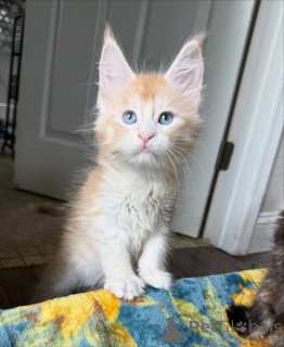 Foto №4. Ich werde verkaufen maine-coon-katze in der Stadt Ath. quotient 	ankündigung - preis - 678€