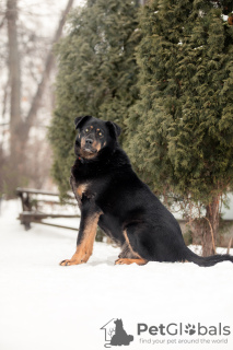 Foto №4. Ich werde verkaufen mischlingshund in der Stadt Москва. aus dem tierheim - preis - Frei