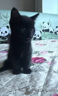 Foto №2 zu Ankündigung № 164259 zu verkaufen bombay-katze - einkaufen Belgien quotient 	ankündigung, züchter