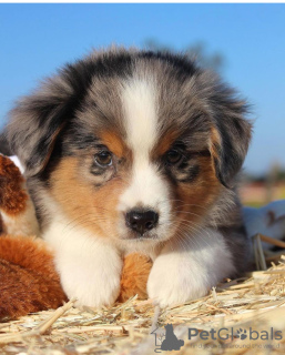 Foto №4. Ich werde verkaufen australian shepherd in der Stadt Prag. quotient 	ankündigung - preis - verhandelt