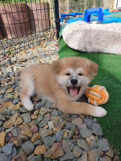 Foto №3. Kauniita akita-pentuja sukutaululla. Finnland